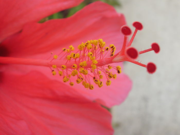  - Plante ghiveci