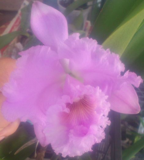 1iulie2016 - Cattleya