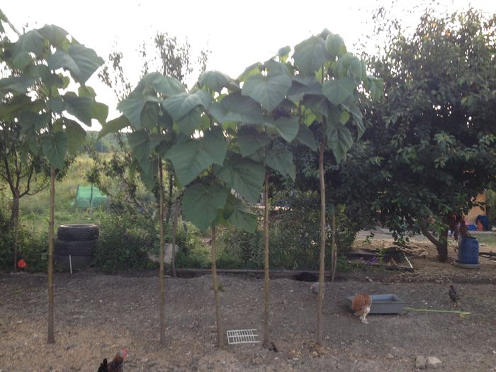 plantati 2014 - paulownia puieti 2016