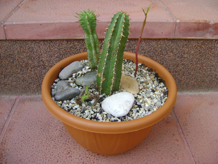 Euphorbia echinus & Euphorbia fimbriata & Talinum paniculatum