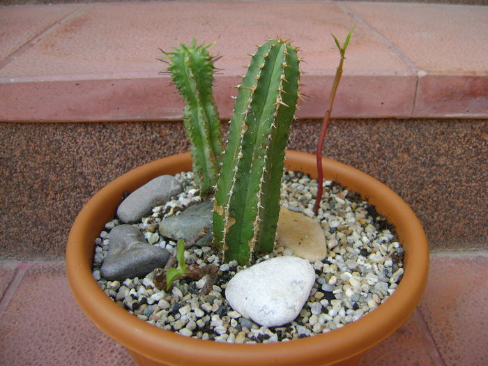 Euphorbia echinus & Euphorbia fimbriata & Talinum paniculatum - Suculente 2016