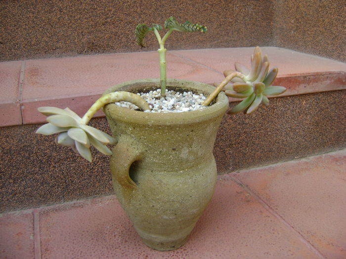 Graptopetalum paraguayense & Kalanchoe daigremontiana & Pachyphytum brevifolium - Suculente 2016