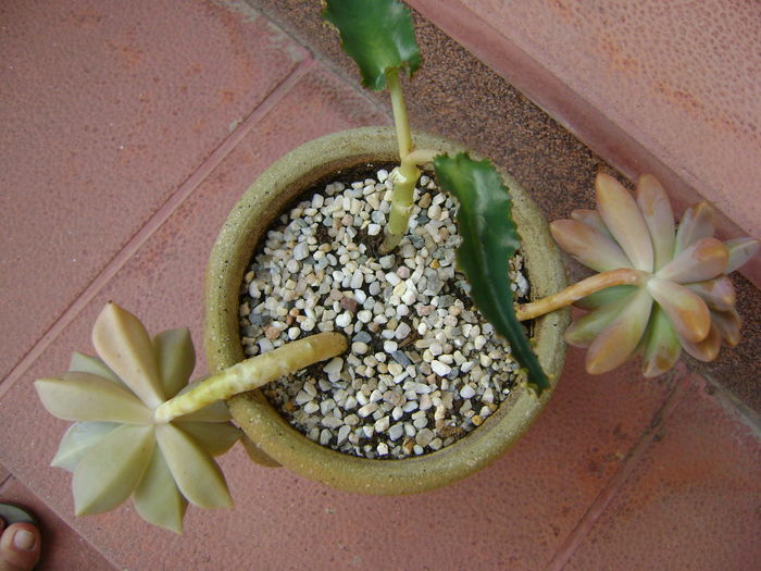 Graptopetalum paraguayense & Kalanchoe daigremontiana & Pachyphytum brevifolium - Suculente 2016