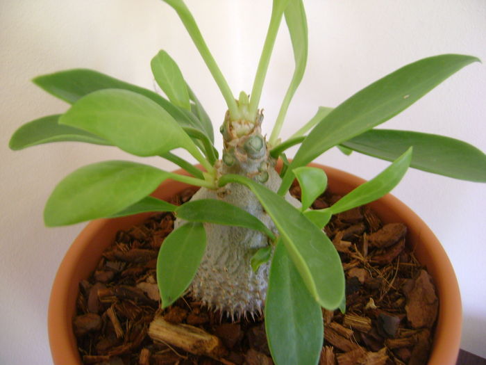 Myrmecodia beccarii