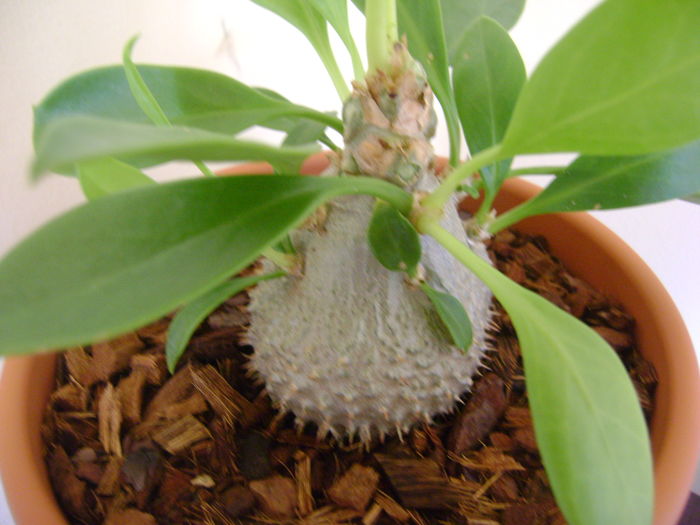 Myrmecodia beccarii