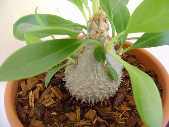 Myrmecodia beccarii