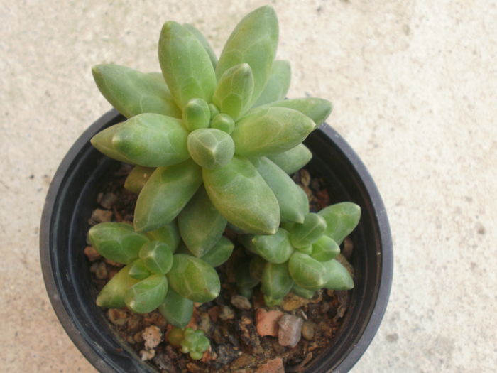 Pachyphytum compactum
