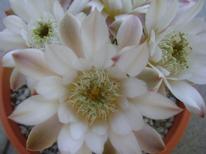 Gymnocalycium quehlianum