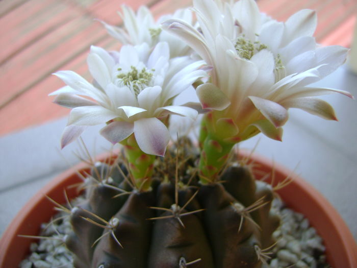 Gymnocalycium quehlianum