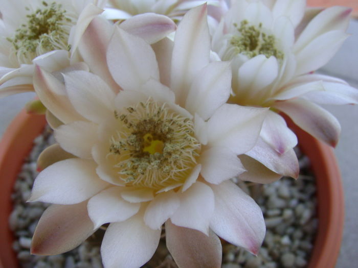 Gymnocalycium quehlianum