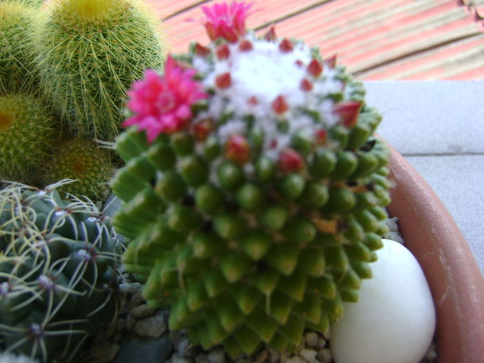 Mammillaria polythele cv. Stachellos