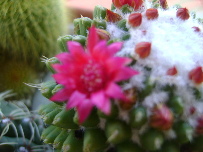 Mammillaria polythele cv. Stachellos