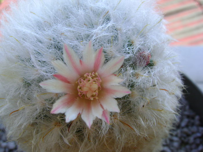 Mammillaria bocasana multilanata Mammillaria bocasana multilanata
