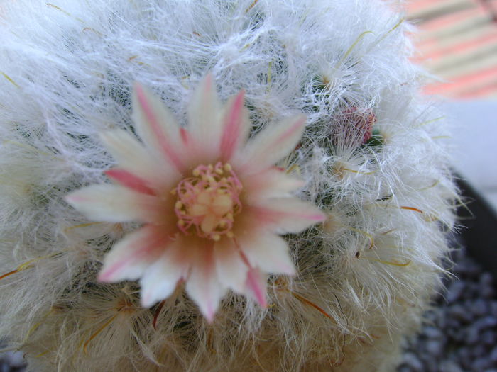 Mammillaria bocasana multilanata Mammillaria bocasana multilanata