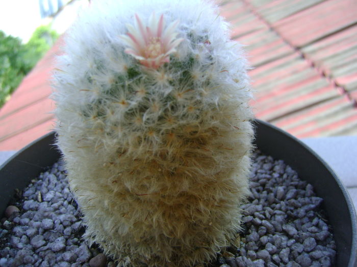Mammillaria bocasana multilanata Mammillaria bocasana multilanata