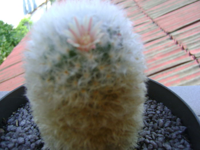 Mammillaria bocasana multilanata Mammillaria bocasana multilanata