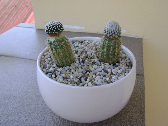 Mammillaria luethyi & sanchez-mejoradae - Cactusi 2016