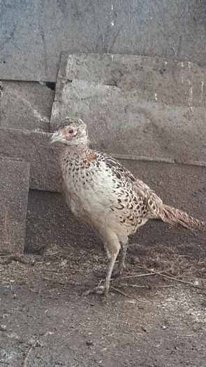 13580633_1341932622490115_7389673222936026775_o 13580633_1341932622490115_7389673222936026775_o