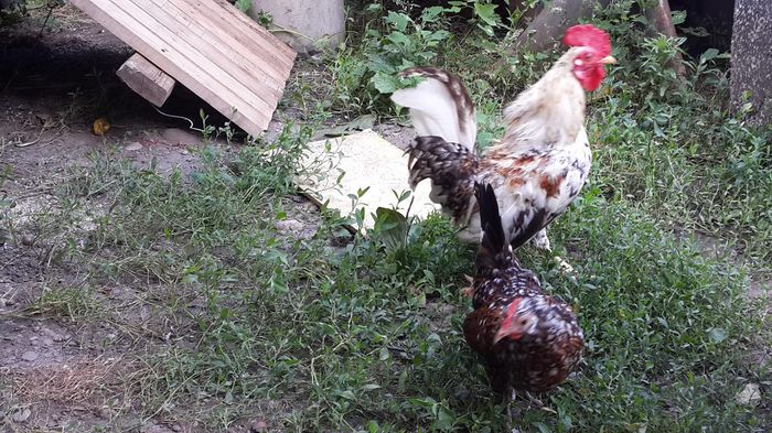 13580642_1341933469156697_7645655476891943226_o 13580642_1341933469156697_7645655476891943226_o