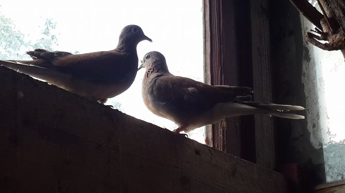 13581922_1341932812490096_7893948917516817596_o 13581922_1341932812490096_7893948917516817596_o