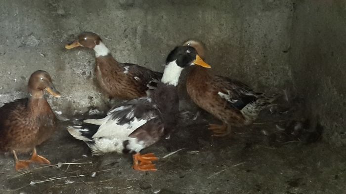 13584750_1341932882490089_8031079710760809776_o 13584750_1341932882490089_8031079710760809776_o