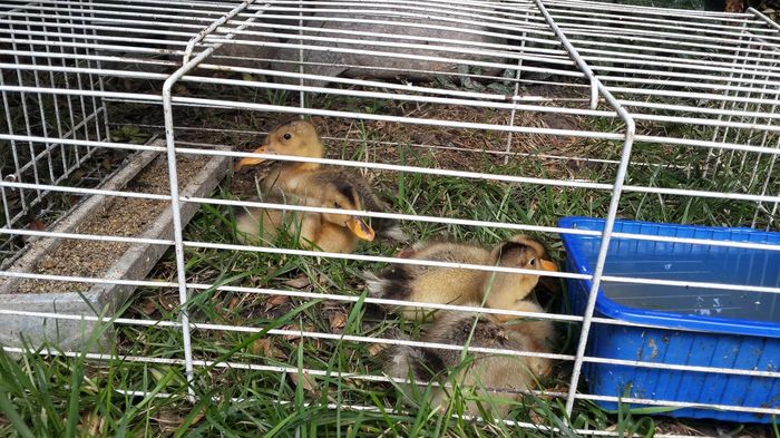 13584903_1341933362490041_3551710931512710648_o 13584903_1341933362490041_3551710931512710648_o