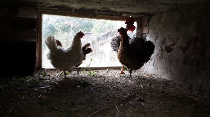 13585066_1341932935823417_5724561843584756094_o 13585066_1341932935823417_5724561843584756094_o