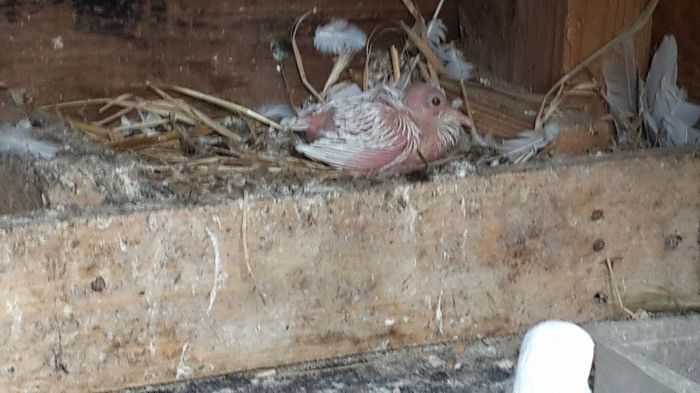 13603244_1341933599156684_5483720624814442537_o 13603244_1341933599156684_5483720624814442537_o