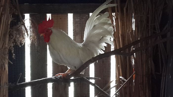 13603279_1341932739156770_8899600474604912300_o 13603279_1341932739156770_8899600474604912300_o