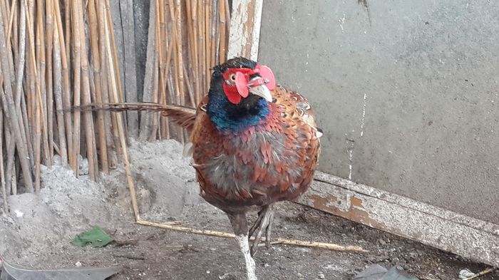 13603313_1341932532490124_7128739230764465546_o 13603313_1341932532490124_7128739230764465546_o