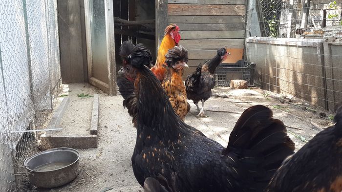 13603625_1341932485823462_3593349760713250273_o (1) 13603625_1341932485823462_3593349760713250273_o (1)