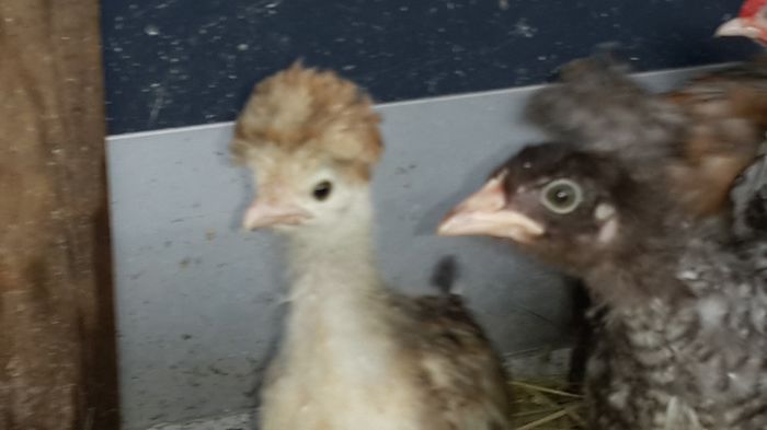 13603786_1341932992490078_6952488036623592107_o 13603786_1341932992490078_6952488036623592107_o