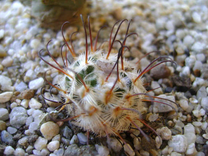 Mammillaria perezdelarosae Mammillaria perezdelarosae