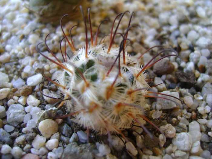 Mammillaria perezdelarosae Mammillaria perezdelarosae