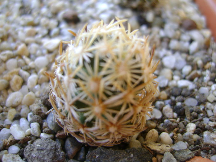 Escobaria minima (nelliae) Escobaria minima (nelliae)