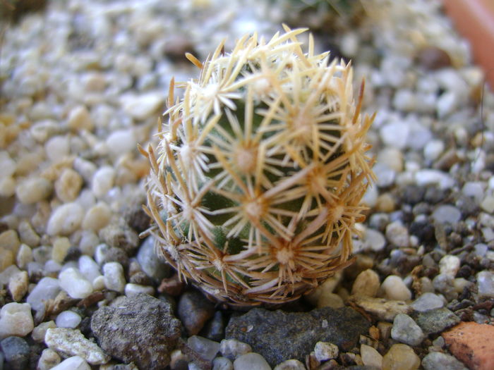Escobaria minima (nelliae) Escobaria minima (nelliae)