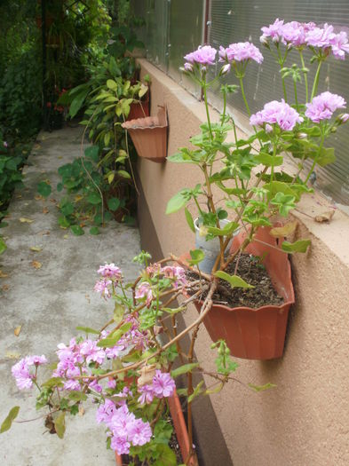  - Pelargonium