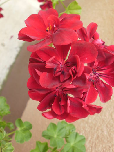  - Pelargonium