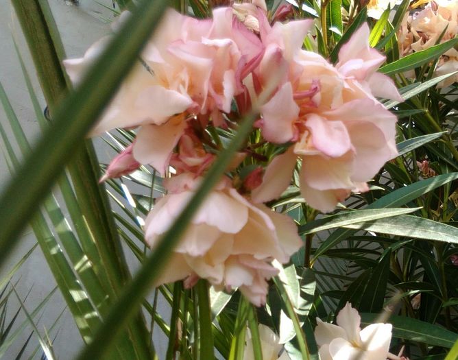 piersică(provence)...flori - leandrii 2015