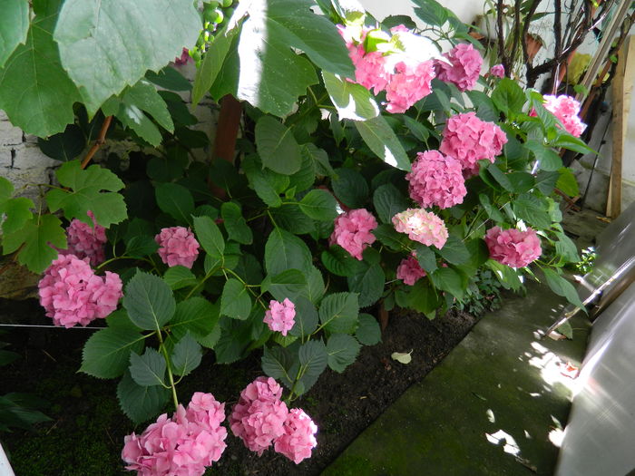 DSCN1464 - 2016 BRUGMANSII_CLEMATITE_HORTENSII 3