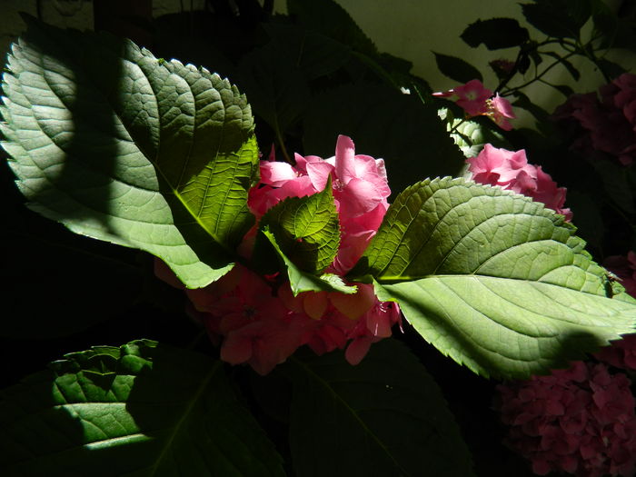 DSCN1465 - 2016 BRUGMANSII_CLEMATITE_HORTENSII 3