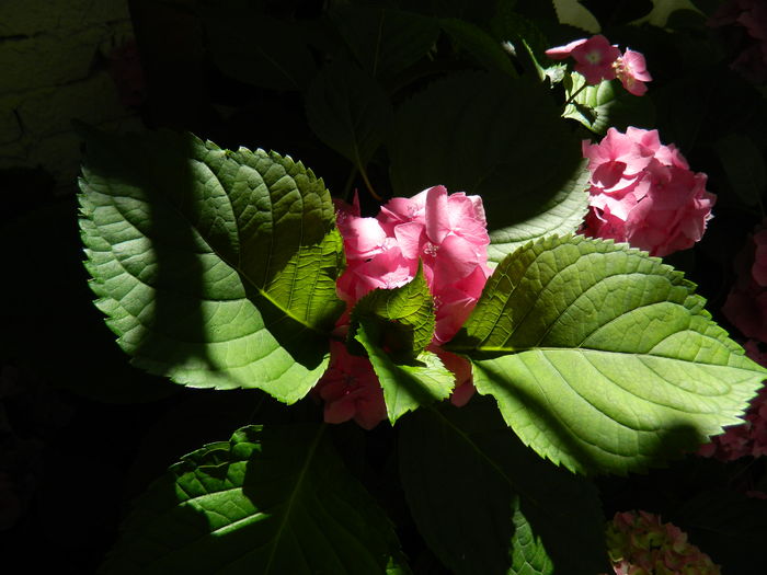 DSCN1466 - 2016 BRUGMANSII_CLEMATITE_HORTENSII 3