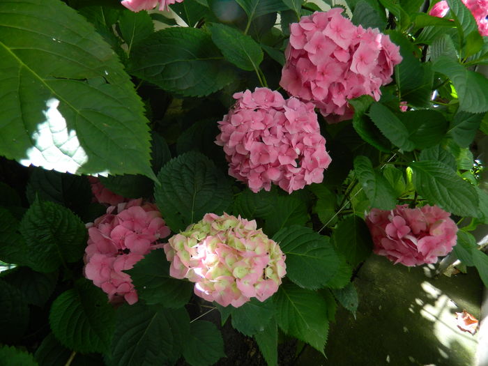 DSCN1467 - 2016 BRUGMANSII_CLEMATITE_HORTENSII 3