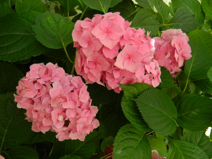 DSCN1468 - 2016 BRUGMANSII_CLEMATITE_HORTENSII 3