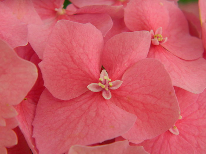 DSCN1469 - 2016 BRUGMANSII_CLEMATITE_HORTENSII 3