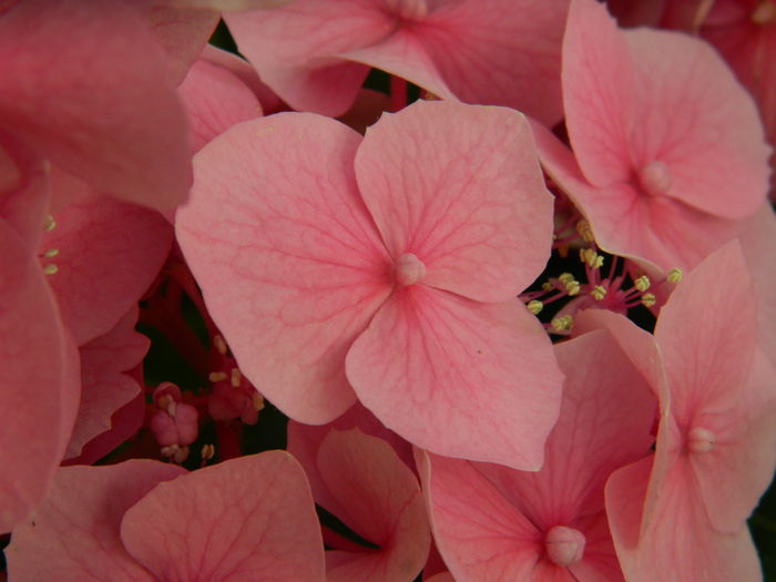 DSCN1470 - 2016 BRUGMANSII_CLEMATITE_HORTENSII 3