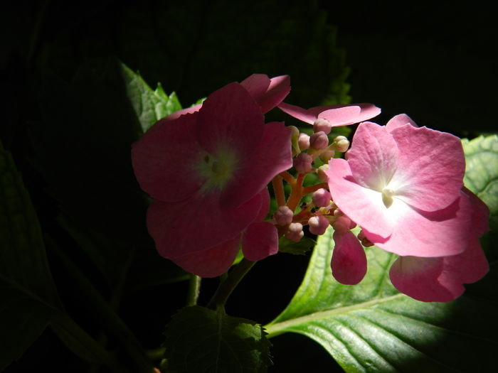 DSCN1471 - 2016 BRUGMANSII_CLEMATITE_HORTENSII 3