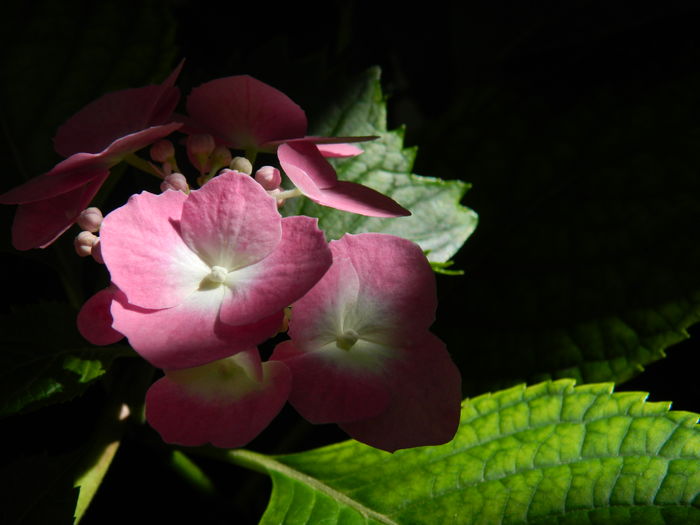 DSCN1472 - 2016 BRUGMANSII_CLEMATITE_HORTENSII 3