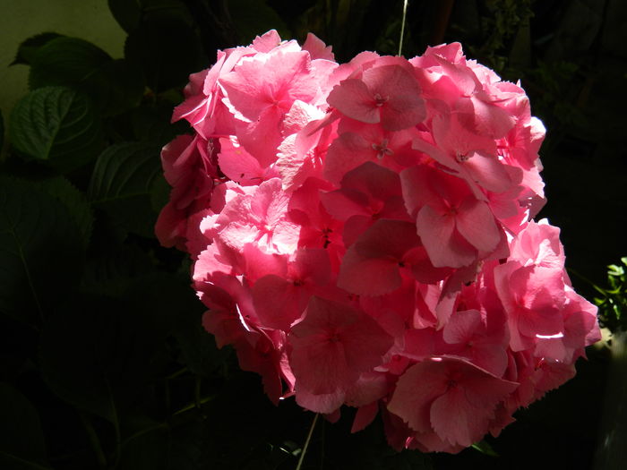 DSCN1473 - 2016 BRUGMANSII_CLEMATITE_HORTENSII 3