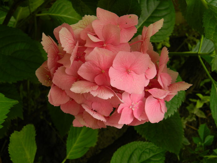 DSCN1474 - 2016 BRUGMANSII_CLEMATITE_HORTENSII 3